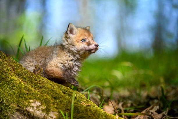 istock Red fox, vulpes vulpes, small young cub in forest 1226876436