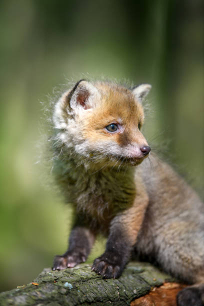 istock Red fox, vulpes vulpes, small young cub in forest on branch 1226876449