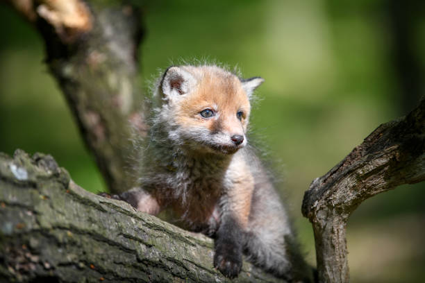 istock Red fox, vulpes vulpes, small young cub in forest on branch 1226876453