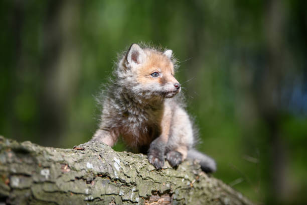 istock Red fox, vulpes vulpes, small young cub in forest on branch 1226876454