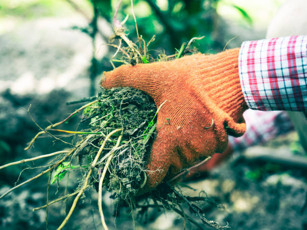 hands with gardening gloves holding weeds. concept of gardening and weeding - gardening vegetable garden action planting imagens e fotografias de stock