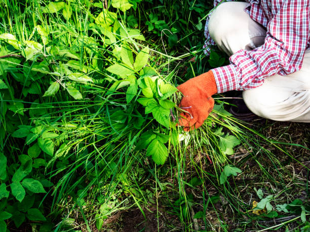 personne utilisant des gants de jardinage retenant des usines vertes et des herbes dans la main. concept de travail dans le jardin - gardening vegetable garden action planting photos et images de collection
