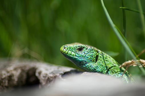 Portrait of green lizard on tree strain in a meadow