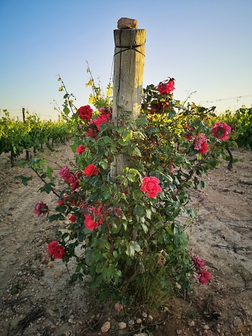 red roses ina vineyard at sunset in Penedes wine region, Catalonia, Spain