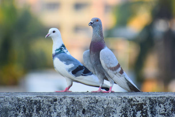 istock A dove is small white pigeon 1226877984