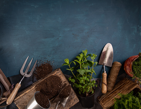 Flat lay of fresh green herbs with garden tools, space for your text