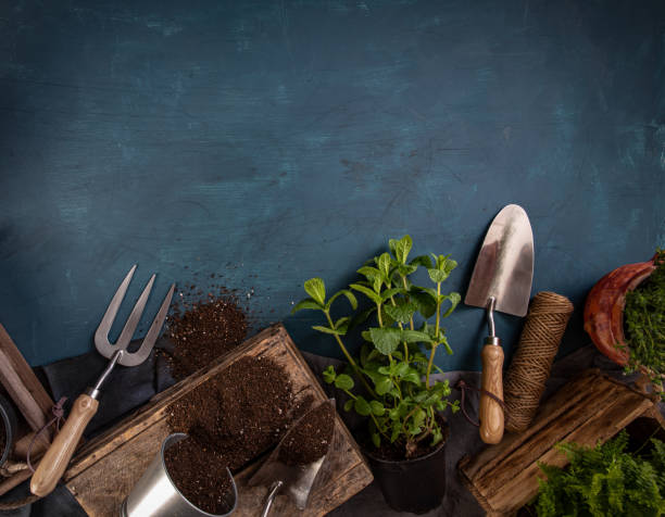 fresh green herbs with garden tools - shovel trowel dirt plant imagens e fotografias de stock