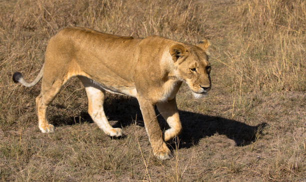 istock Female Lion Walking and getting ready for hunt in dry Grassland 1226878963