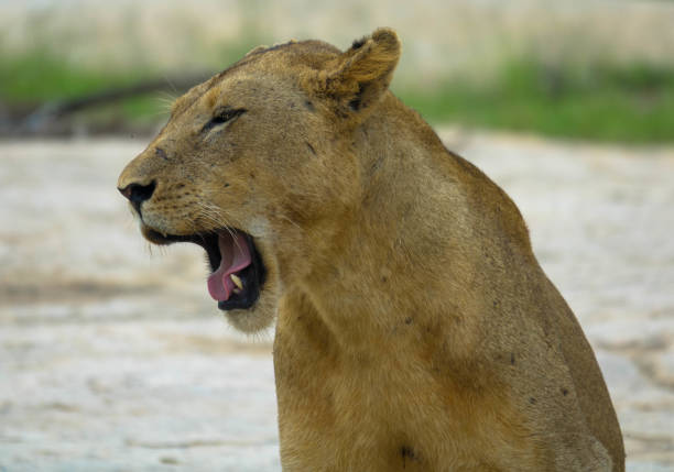 A Lion in the middle of the Road in Etosha National Park