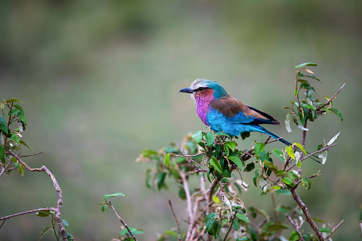 Colorful lilac-breasted roller on a tree branch in the wild. Copy space.
