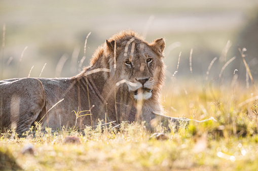 Lion relaxing in grass in the wild and looking at camera. Copy space.