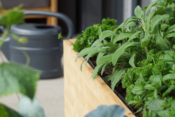 istock handmade wooden herbal raised bed on a balcony 1226879321