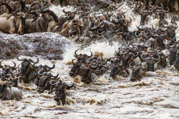 istock Great wildebeest migration in Masai Mara. 1226880008