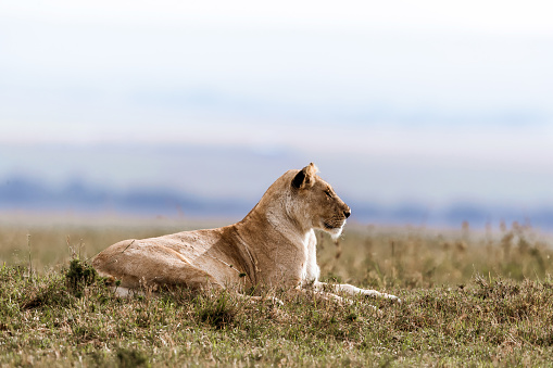 Female lion relaxing in Masai Mara wilderness. Copy space.