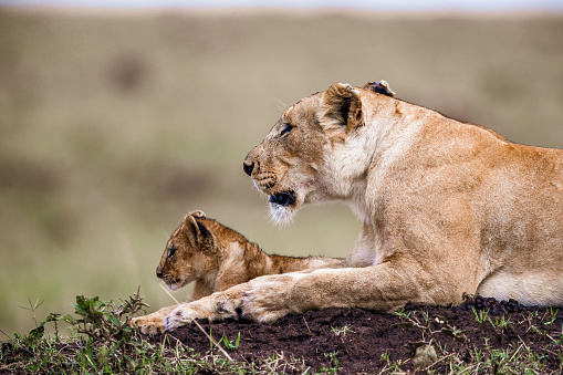 Lioness relaxing with her cub in the wild. Copy space.