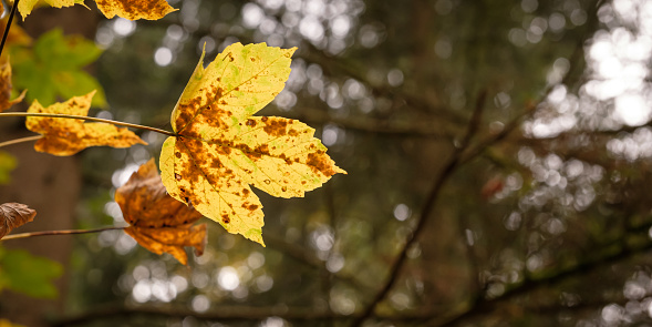Yellow maple leaf in autumn colour macro