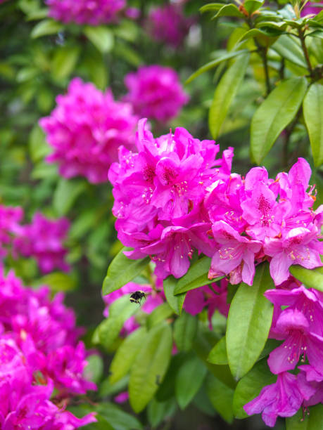 istock Purple pink rhododendron with a bee 1226881359