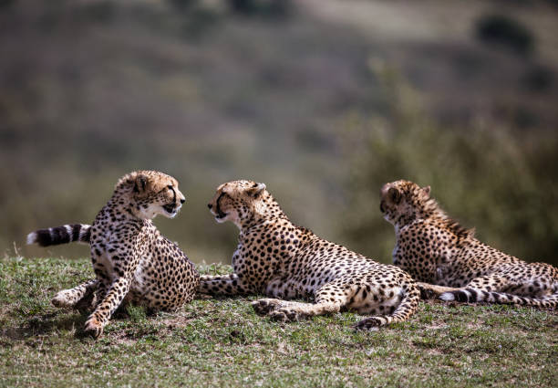istock Group of Masai Mara cheetahs relaxing in grass. 1226881393
