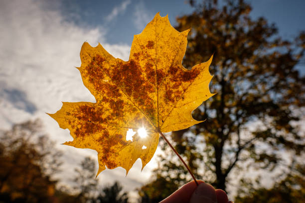 istock Yellow maple leaf in autumn with fingers 1226883028