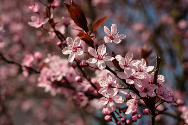 istock Pink flowers at a shrub in springtime 1226884138