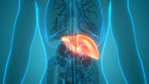 istock Human Internal Digestive Organ Liver Anatomy 1226884258