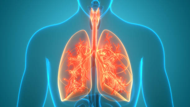 istock Human Respiratory System Lungs Anatomy 1226884277