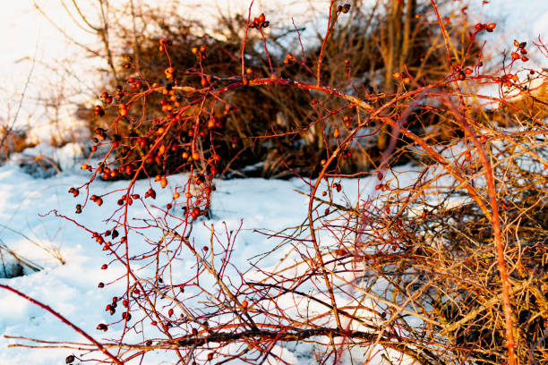 Rich red rosehip berries on the background of cold white snow, grow in a large group on the branches of a bushy rose and winter until spring stock photo