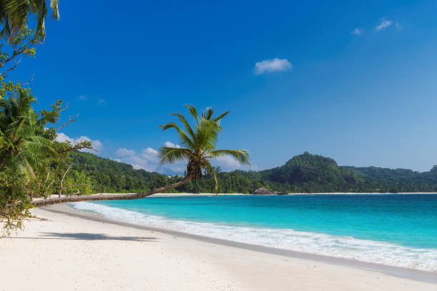 istock Sunny tropical beach with turquoise sea 1226886378