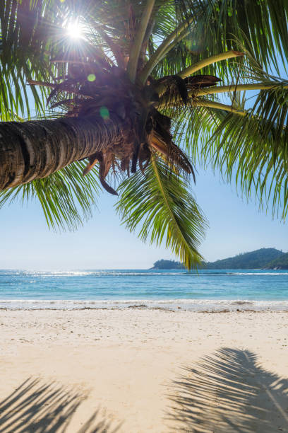 istock Coco palm on Sunny tropical paradise beach 1226886402