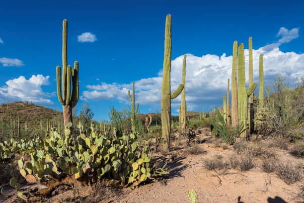 istock Saguaro Cacti in desert 1226886969