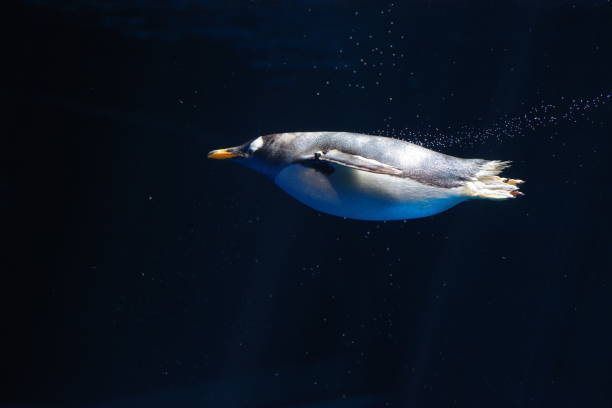 istock Photo of an elegant emperor penguin underwater 1226887013