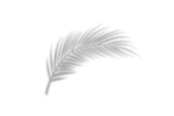 istock Shadow from palm leaves on a white wall background. White background, cardboard. Abstract image. Tropic concept 1226887505