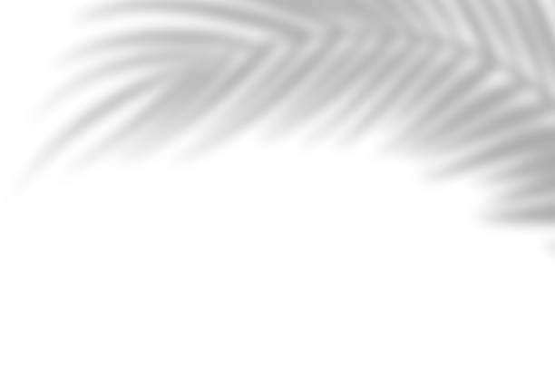 istock Shadow from palm leaves on a white wall background. White background, cardboard. Abstract image. Tropic concept 1226887511
