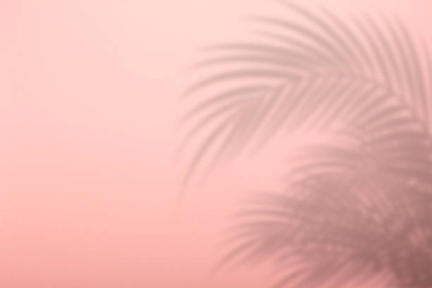 istock Shadow from palm leaves on a pink wall background. Pink background, cardboard. Abstract image 1226887608