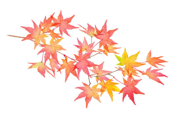 illustrazioni stock, clip art, cartoni animati e icone di tendenza di un ramo di foglie autunnali rosse. vettore di traccia illustrazione acquerello - japanese maple