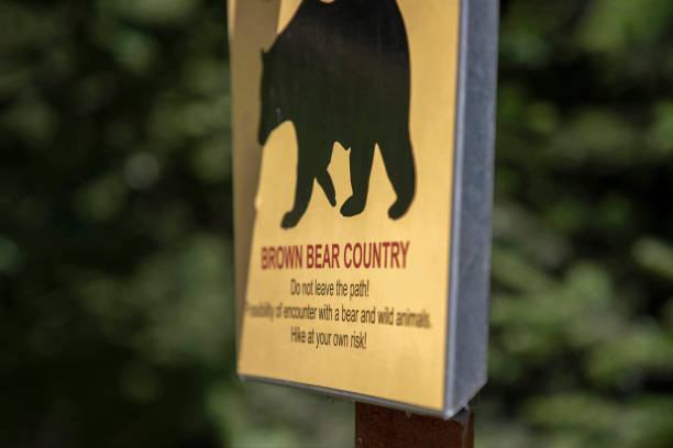 istock Bear warning sign at a forest hiking track 1226887901
