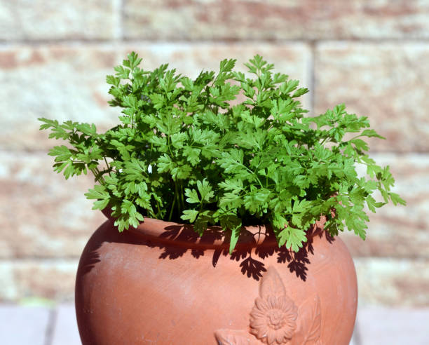 Cherbel, Anthriscus, Cerefolium, pot Chervil, Anthriscus cerefolium, is an important medicinal and medicinal plant. The herb is also used in the Frankfurt green sauce. cerefolium stock pictures, royalty-free photos & images