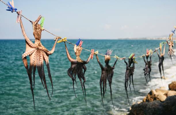 Octopus drying in the sun Greece Europe