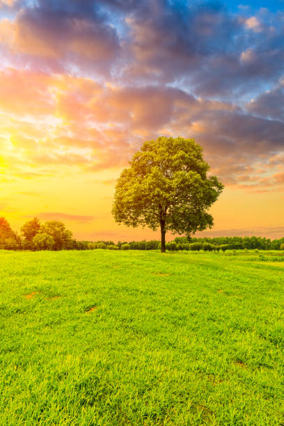 istock Green grass and tree in the park. 1226889874