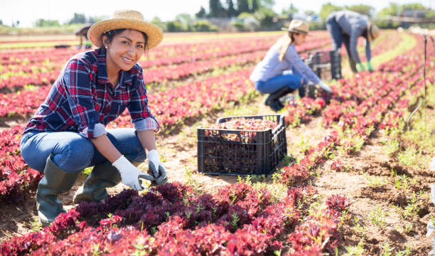 portret kobiety ogrodnika zbierającego żniwo czerwonej sałaty do skrzyni i używającego noża - skill agriculture horizontal outdoors zdjęcia i obrazy z banku zdjęć