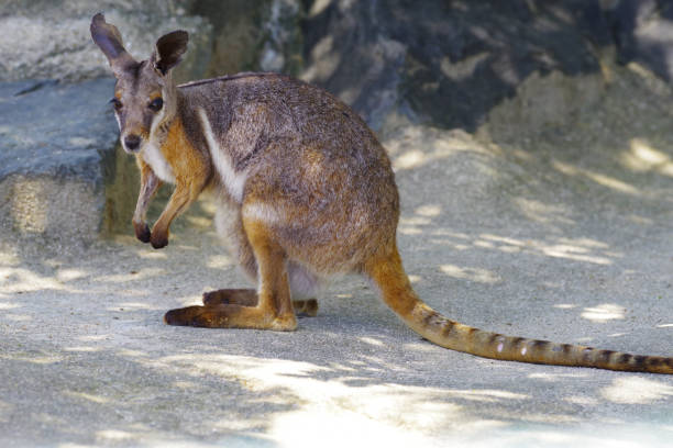 Cute Yellow-footed Rock-Wallaby pictures