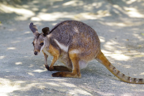 istock Cute Yellow-footed Rock-Wallaby pictures 1226890986