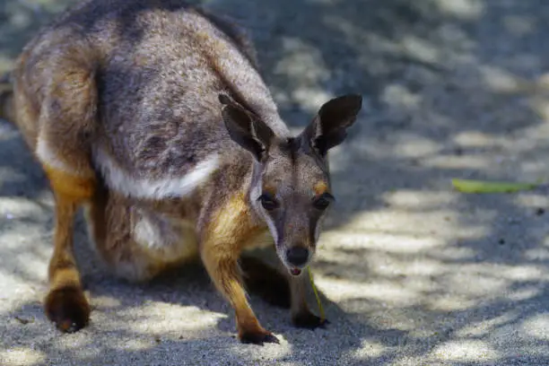 Cute Yellow-footed Rock-Wallaby pictures
