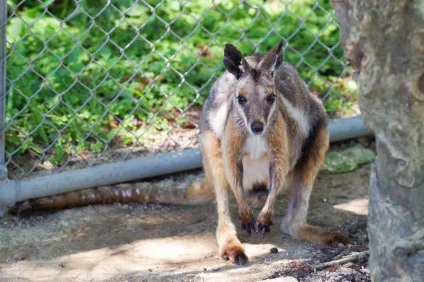 Cute Yellow-footed Rock-Wallaby pictures