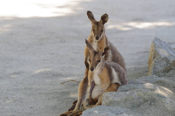 istock Cute Yellow-footed Rock-Wallaby pictures 1226891107