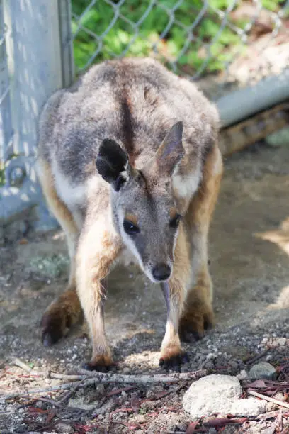 Cute Yellow-footed Rock-Wallaby pictures