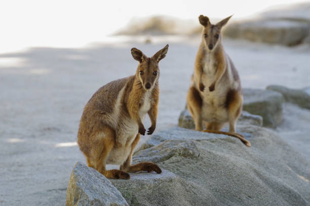 istock Cute Yellow-footed Rock-Wallaby pictures 1226891124