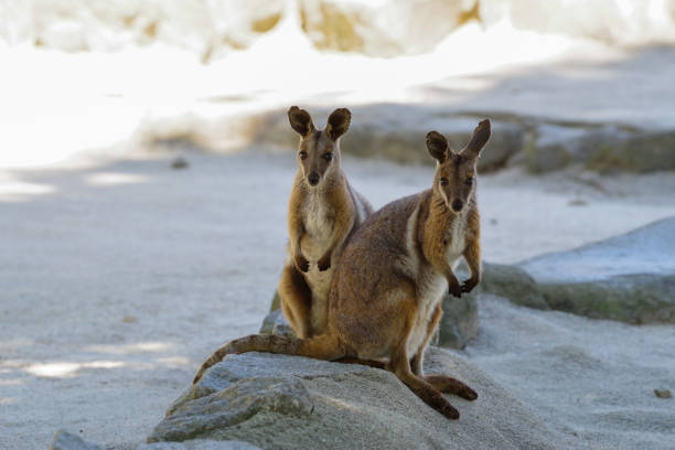 Cute Yellow-footed Rock-Wallaby pictures