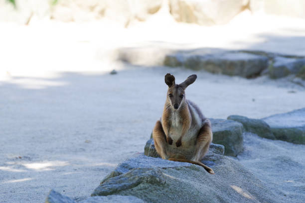 Cute Yellow-footed Rock-Wallaby pictures