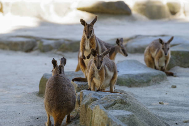 istock Cute Yellow-footed Rock-Wallaby pictures 1226891163